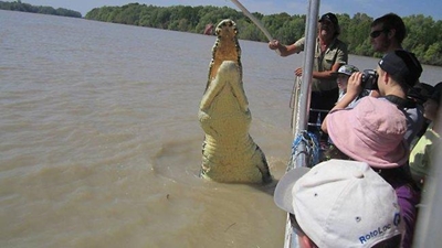 Brutus the giant crocodile attacks shark in Australia