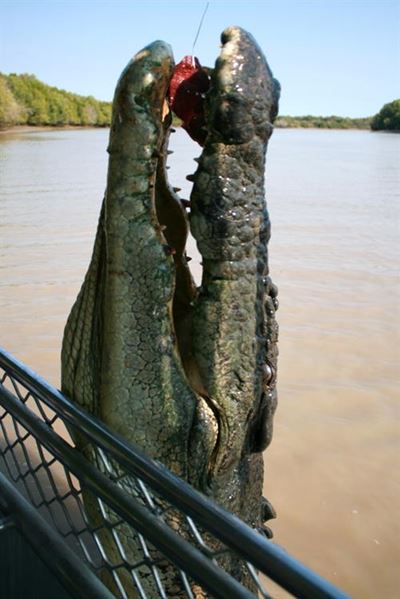 Brutus the giant crocodile attacks shark in Australia