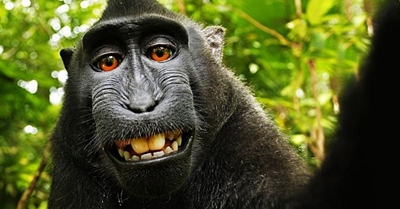 Monkey selfie sparks copyright row