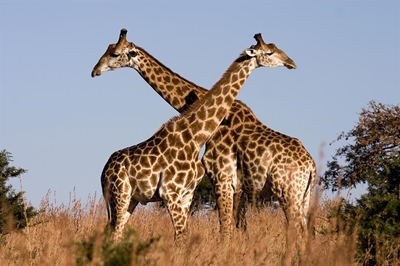 Estate being investigated over Giraffes