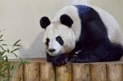 Giant Panda in Scottish zoo 'pregnant'