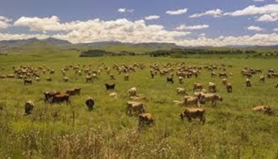 Outrage in KZN as alleged stock-thieves burn homes