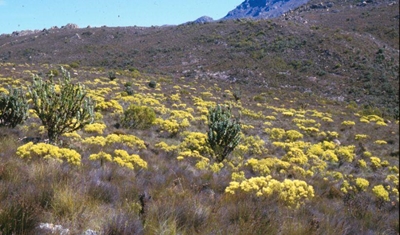 Expo to highlight conservation of Cape Floral Kingdom