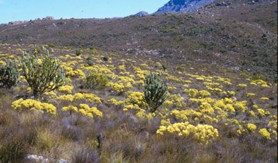 Expo to highlight conservation of Cape Floral Kingdom