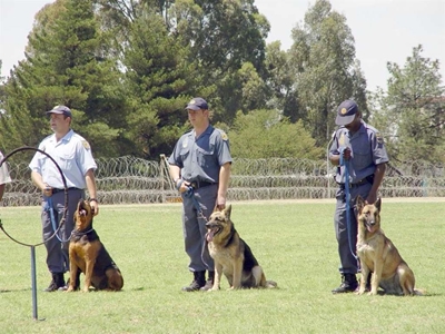 Mosselbaai Polisie benodig honde