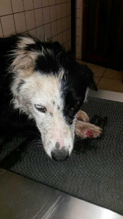 Baas van verlore Skotse skaaphond gesoek