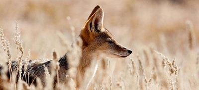 36 jackals poisoned