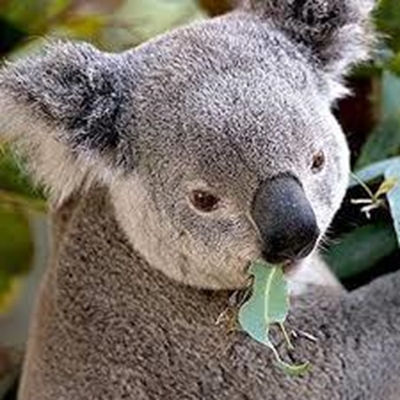 Lucky koala 'Sir Chompsalot' gets kiss of life