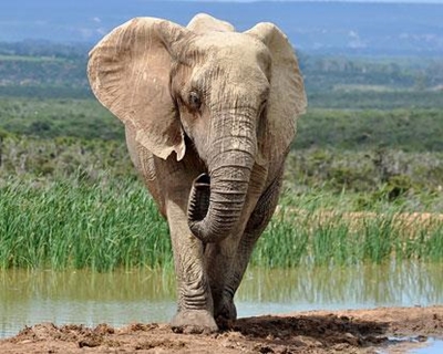 Elephant flips car in Kruger Park