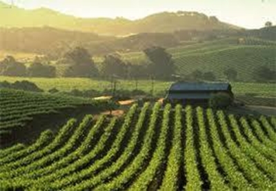 Premier Napa wineries shaken by harvest season quake