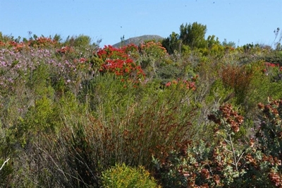 New species of fynbos found
