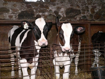 Feeding replacement dairy heifers up to first calving