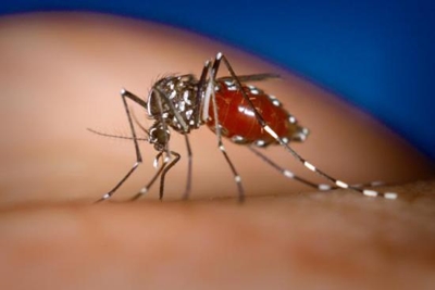 Japan sees 1st local dengue case in over 60 years