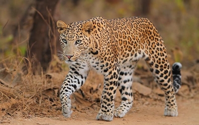 Indian woman kills leopard with sickle