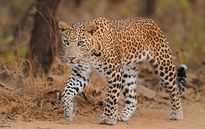 Indian woman kills leopard with sickle