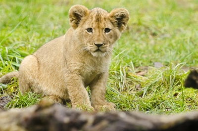 3 playful lion cubs debut at Johannesburg Zoo