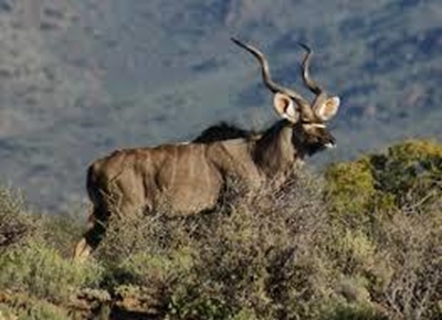 Wildbedryf in fokus by Agri Herold Landboufees