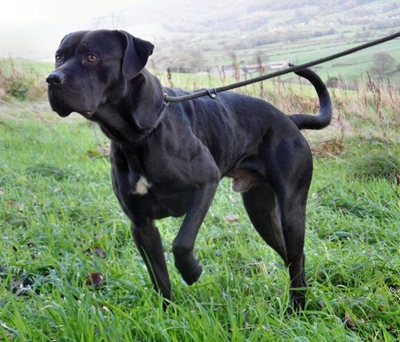 'Name a cross-breed' campaign
