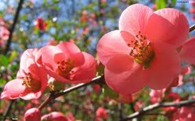 Toast the dawn of spring with Knysna-Plett Herald