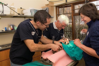 Volunteers sterilize 70 pets in marathon