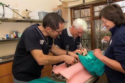 Volunteers sterilize 70 pets in marathon