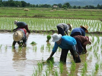 Ebola outbreak hits Thai rice exporters