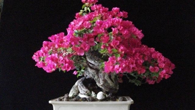 Bonsai convention: 25 September