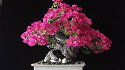 Bonsai convention: 25 September