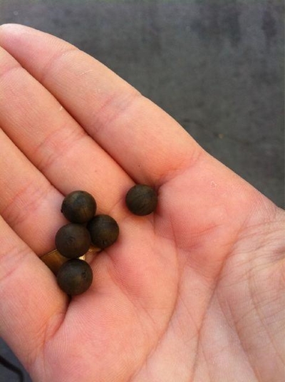 Rubber bullets fired at protest