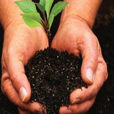 Plant a tree for Arbour Month