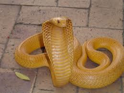 Deadly cobra puts small Dutch town on high alert