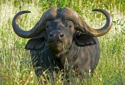 SA game breeders rake in big bucks