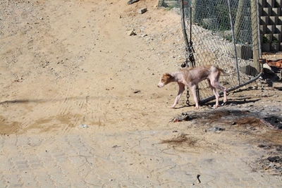 Dog put down after dipped in oil