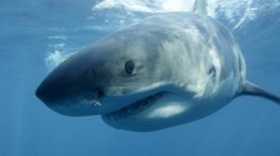 Shark kills man in Australia despite rescue bid