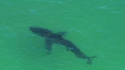 Shark kills man in Australia despite rescue bid