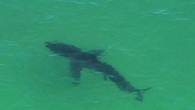 Shark kills man in Australia despite rescue bid