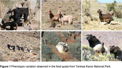 The Tankwa feral goat: a unique genotype