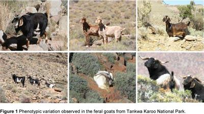 The Tankwa feral goat: a unique genotype