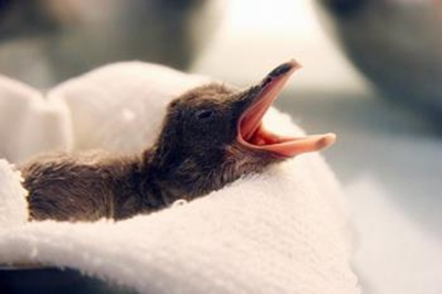 4 penguins hatch at Johannesburg Zoo