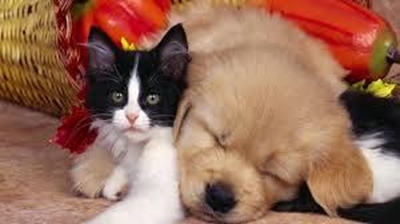 World Animal Week: Have you helped an animal today?