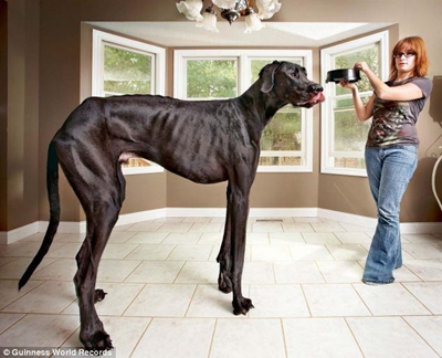 World's tallest dog dies at age 5