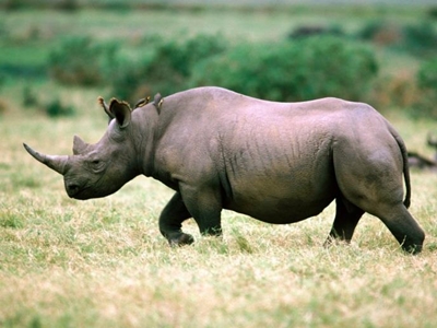 Rhino poaching at crisis level