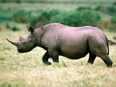 Rhino poaching at crisis level