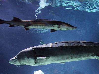 Wild Chinese sturgeon on brink of extinction