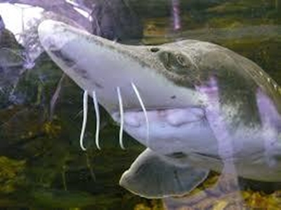 Wild Chinese sturgeon on brink of extinction