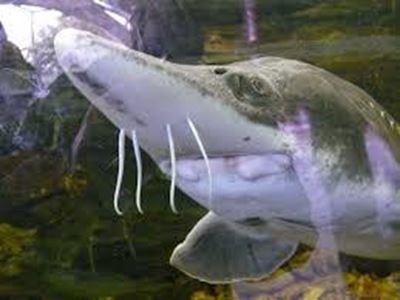 Wild Chinese sturgeon on brink of extinction