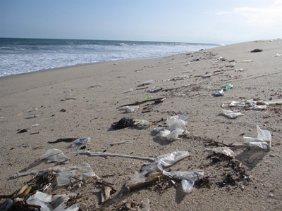 Lend a hand in coastal clean-up