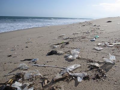 Lend a hand in coastal clean-up