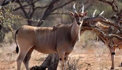 Game ranching: new laws needed