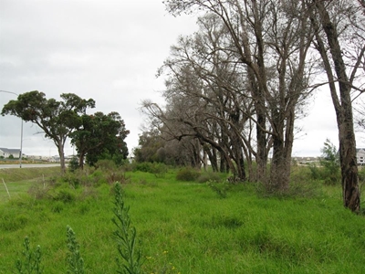 Concern about historic gum trees